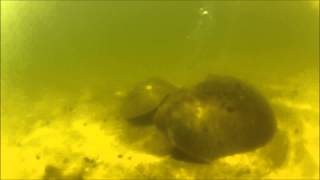 Horseshoe crabs laying eggs [upl. by Alyl]