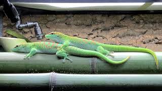 Phelsuma grandis [upl. by Akeenahs]