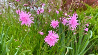 Early May Garden Tour Whats Blooming [upl. by Rotman718]