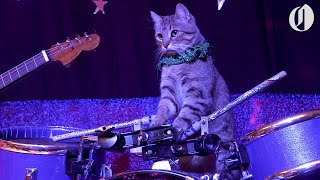 The Amazing Acrocats perform tricks with an allcat band [upl. by Nylikcaj]