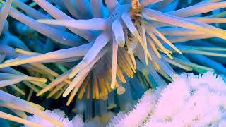 Crown of Thorns Starfish [upl. by Anyek]