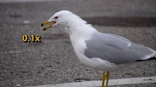 Ringbilled Gull Larus delawarensis call slowed down to 01x speed [upl. by Kieffer]