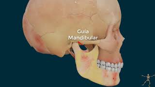 Anatomia ATM 3D Menisco articular [upl. by Mogerly]