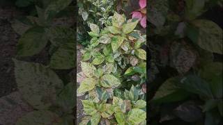 Copper leaf plant  Acalypha wilkesiana Plant  border plants [upl. by Yolane]