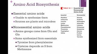 135Overview of Amino Acid Biosynthesis [upl. by Eikcin]