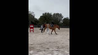 2 years in horse equestrianshow horseenthusiast equestrian horseshowlife horsefan horseshow [upl. by Urban]