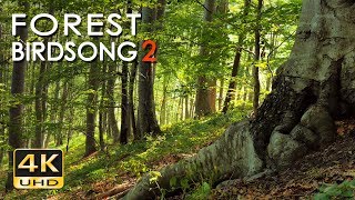 4K Forest Birdsong 2  Birds Sing in the Woods  No Loop Realtime Birdsong  Relaxing Nature Video [upl. by Neelrac]