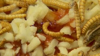 Belgian restaurant tops pizza with insects [upl. by Eladroc169]