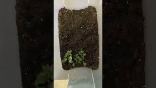 How To Grow Emersed Aquarium Plants Ludwigia Repens 🌱 [upl. by Jerz596]