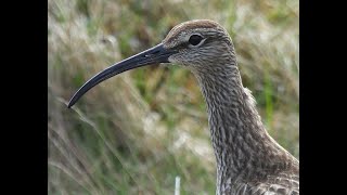 Regenwulp  Eurasian Whimbrel  Arnarstapi Iceland  14062024 [upl. by Ynaoj]