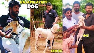 Rajapalayam Dogs  How to Breed Rajapalayam Dogs  Cash on Delivery Available [upl. by Eyt]