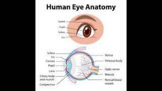 Eye ka diagram very important video hai drawing [upl. by Silvana468]