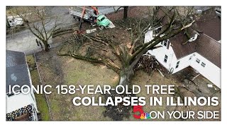 Iconic 158yearold tree collapse devastates Illinois town [upl. by Akirdnuhs155]