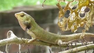 Insect Hunter Chameleon GIRGITগিরগিটি [upl. by Cummine]