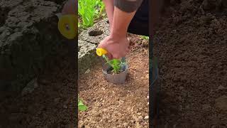 Transplanting process of vegetable seedlings [upl. by Arved634]