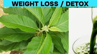 Bitter Leaf for Weight Loss amp Detox  Natural Remediesquot [upl. by Nuahsel]