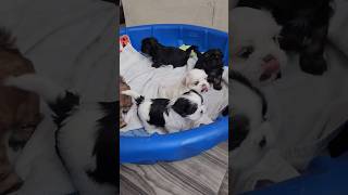 Shihtzu pups want mamas milk [upl. by Neral]