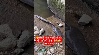 hook Mein lagi fish ko kya hua haitrendingshorts machli youtubeshorts fish 🙏👍 [upl. by Consalve575]