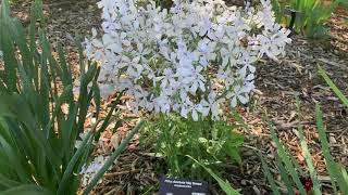 Phlox divaricata ‘May Breeze’ [upl. by Isla]