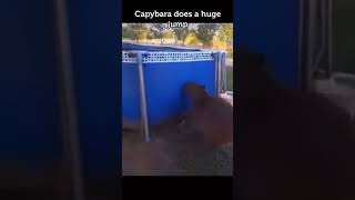 Capybara Jumps High 😱 [upl. by Arbmik]