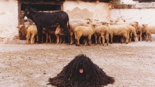 Kilenc Magyar Kutyafajta komondor kuvasz puli pumi mudi vizsla agár erdélyi kopó [upl. by Callida]