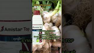 syngenta amistar top amistartop shorts shortvideo shortsfeed short roghipodhokahoslital [upl. by Arualana]