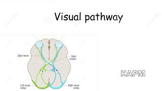 Dr Najeeb  Visual pathway [upl. by Deina]