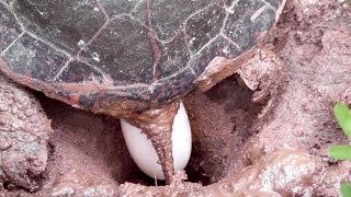 Georgia Painted Turtle Digging Nest amp Laying Eggs [upl. by Coleman286]