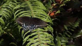 Butterfly Rainforest Moment Spicebush Swallowtail [upl. by Roxana507]