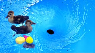 Satisfying whirlpools and ducklings Whirlpool Vortex Ducklings Whirlpool video [upl. by Sorips]