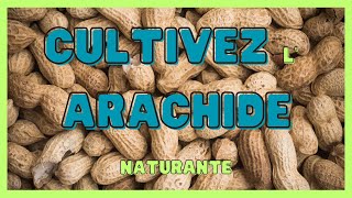 Comment cultiver larachide naturante  CONSEIL \ pour un meilleur rendement TRANSFORMATION [upl. by Verbenia599]