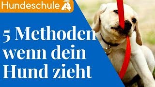 Hund zieht an der Leine  Die 5 BESTEN Methoden um Leinefürhrigkeit zu trainieren [upl. by Southworth53]