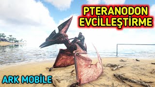 PTERANODON EVCİLLEŞTİRME  ARK Türkçe Pteranodon Nasıl Evcilleştirilir  Ark Survival Evolved [upl. by Reagen]