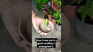 Christmas cactus repotting and propagation result youtubeshorts shorts christmascactus [upl. by Novikoff]