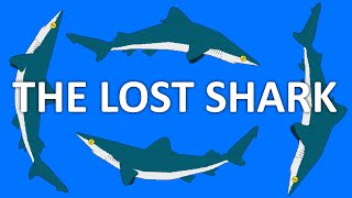 What is The Lost Shark Carcharhinus obsoletus [upl. by Kyl]