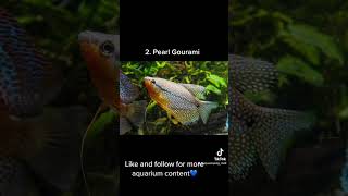 Top 5 Peaceful Gouramis for a Community tank [upl. by Daven]