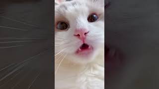 🐱🎥Adorable Chaton Qui Miaule Devant la Caméra 🐱🎥chaton animaux mignons miauler [upl. by Jory]