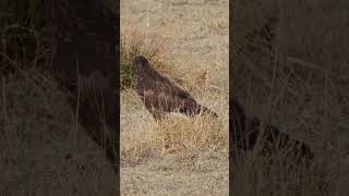 Şahin Buteo buteo birdwatching birdsofpreyaroundtheworld commonbuzzard nature [upl. by Rann536]