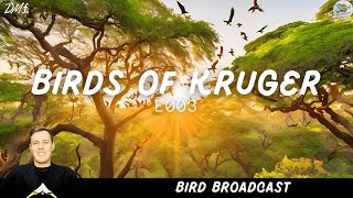 Birds of Kruger Episode 3  Bird Broadcast [upl. by Brinson432]