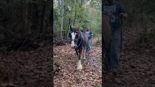 We Are So Proud Of Our Clydesdale Oliver shorts clydesdale horselife hearttouching rescued [upl. by Yerd]