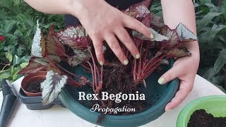 How to Divide Rex Begonia  Begonia Rex Propagation  Beautiful Indoor Plant [upl. by Balthasar851]