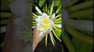 PITAHAYA FLORACIÓN [upl. by Mccafferty]