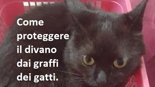 Come proteggere il divano dai graffi dei gatti [upl. by Aztiraj]