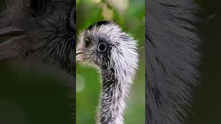 Emu Encounters Unveiled [upl. by Gian]