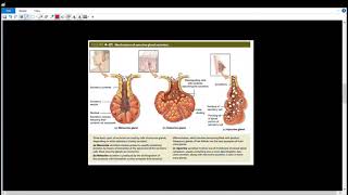 Exocrine Glands l6l الغدد خارجية الإفراز [upl. by Onig]