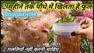 🔴Organic fertilizer for flowering  Bougainvillea plant care during flowering  Get maximum flowers [upl. by Shatzer758]