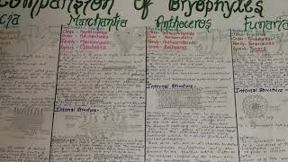 Bryophytes BSc Biology 1st year comparision [upl. by Tenaej]