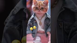 😂😂 cats catshorts catslove fun funny funnymemes viralvideo cute [upl. by Eelyram]