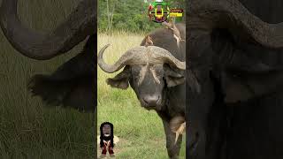 Oxpecker menace shorts Oxpecker buffalo [upl. by Cupo]