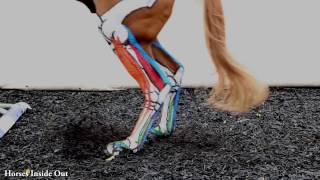 Equine Biomechanics The Lower Limb in Action [upl. by Chaffee]